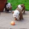 English Bulldog puppies for adoption thumb 0