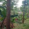 HALF ACRE LAND FOR SALE AT KENOL WITH A TWO BEDROOMED HOUSE thumb 0