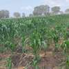 1/4 and Full Acre Plots for sale in Malindi thumb 10