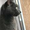 Russian blue kitten for rehoming thumb 1