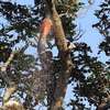 TREE Felling and tree removal Eldoret,Iten,Kabarnet thumb 4