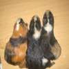 Guinea Pig thumb 5