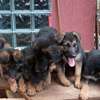 German shepherd dog for sale 2-3 months old(females) thumb 3