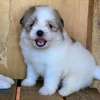 Havanese. Small housedog breed. thumb 2