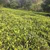 5 acres Tea plantation Kagwe thumb 0