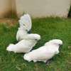 Sweet and lovely hand-reared parrots for sale thumb 3