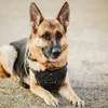 Dog Behaviour Training In Nairobi- Dog Obedience Training thumb 14