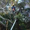 Tree Trimming & Removal Company | Professional Tree Removal thumb 2