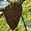 Honey Bee Services | Bee Removal Services/Bee Control/Honey Bee  Removal & Control Services. thumb 11