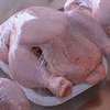 we supply broiler chickens thumb 0