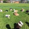 Dog and Puppy Training Classes Nairobi -Nairobi Dog Trainers thumb 13