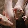 Healthy Pigs Available - Siaya thumb 9