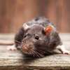 Rat Control Services Nairobi-Guaranteed rat extermination thumb 1