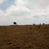 200 Acres of Land For Sale in Isinya thumb 0