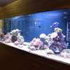 Aquarium Cleaning Services | Fish Tank Maintenance Company thumb 12