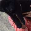 Solid black gsd puppy thumb 1