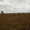 200 Acres of Land For Sale in Isinya thumb 3