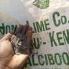 Homed Lime Co. Agricultural Lime Fine Powder Kenya thumb 4