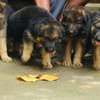 Gsd pups long coat security dogs thumb 1