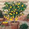 Plant A Lemon Tree In Your Backyard ! thumb 5