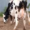3 Dairy cows thumb 3