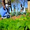 Cleaners & gardening Services Mombasa,Kisauni, Mjambere,Junda,Bamburi,Mwakirunge,Mtopanga,Magogoni,Shanzu ,Nyali, Frere Town,Ziwa La Ng'ombe,Mkomani,Kongowea,Kadzandani Likoni, Mtongwe,Shika Adabu,Bofu,Likoni,Timbwani, Mvita, Mji wa Kale, Makadara,Tudor,Tononoka,Shimanzi, Ganjoni,Majengo,Mombasa County, Kwale County, Kilifi County, Tana River County, Lamu County, Taita-Taveta County thumb 9