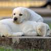 Home Dog Training-Dog Obedience & Behavior Training thumb 11