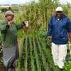 Best Gardening, Lawn, Trees & Shrubs Maintenance Professionals Nairobi. thumb 9