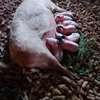 Healthy Sow with Newborn Piglets for Sustainable Farming thumb 0