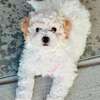maltese fluffy puppies thumb 5
