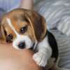 Beagle Puppies thumb 0