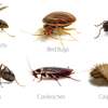 Cockroach, Bed bug, Flies, Ants, Rat & Termite Pest control thumb 7