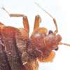 Bed bug Fumigation Services in Makadara/Maringo/ Hamza thumb 3