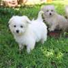 maltese fluffy puppies thumb 0