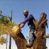 Tree Felling, Stump Removal, Bush Pruning, Trimming and Site Clearing thumb 1