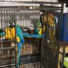 Sweet and lovely hand-reared parrots for sale thumb 1