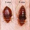 Bedbugs Cockroaches Eradication in Nakuru/Nairobi thumb 0