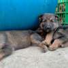 gsd pups for sale thumb 1