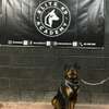 Elite K9 Academy Trained Guard Dog thumb 0