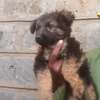 1-3 months female German shepherd puppy thumb 1
