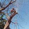 Professional Tree Removal - Contact Us For a Free Estimate thumb 11