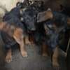 2 1/2 months purebred, long coat German Shepherd Puppies thumb 4