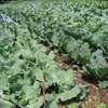 Landscaping & gardening services in Nairobi | Give us a call today. thumb 4