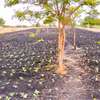 50 by 100 PRIME PLOTS FOR SALE IN MAKUTANO PI (MWEA) thumb 7