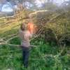 Gardening & Landscaping Services in Karen thumb 2