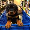 Rottweiler Puppies available male and female thumb 1