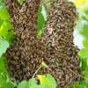 24 HR Killer bee removal/Beehive removal/Honey bee removal/Wasp removal & pest control services. thumb 5
