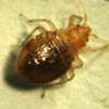 Safe, Quick and Reliable Bed Bug Extermination. thumb 1