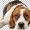 Home Dog Training-Dog Obedience & Behavior Training thumb 1