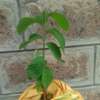 Apple Custard seedlings thumb 0